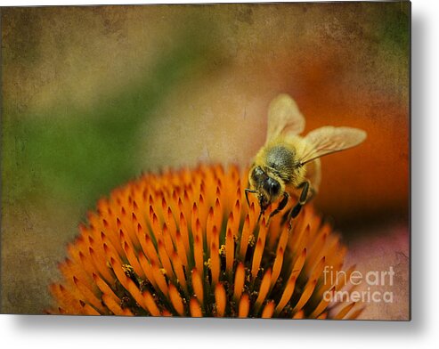 Bee Metal Print featuring the photograph Honey bee on flower by Dan Friend