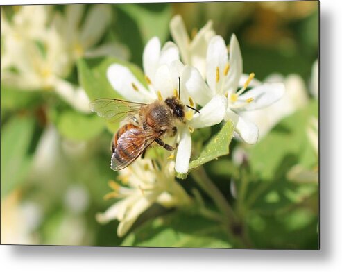 Honeybee Metal Print featuring the photograph Honeybee and Honeysuckle by Lucinda VanVleck