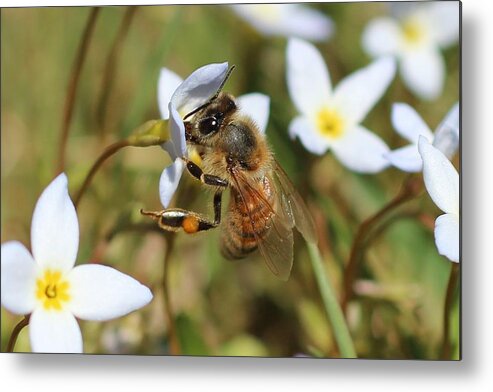 Honeybee Metal Print featuring the photograph Honeybee on Bluet by Lucinda VanVleck