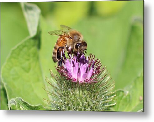 Honeybee Metal Print featuring the photograph Honeybee on Burdock by Lucinda VanVleck