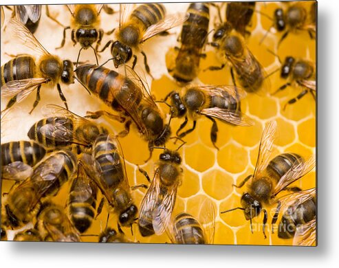 Honey Bees Metal Print featuring the photograph Honeybee Workers And Queen by Mark Bowler