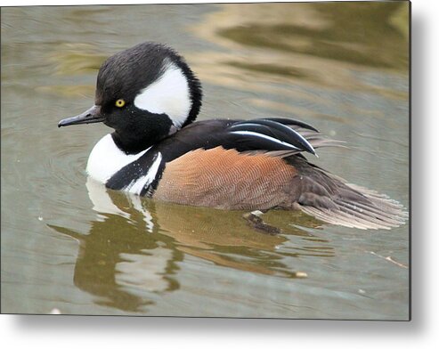 Hooded Merganser Duck Metal Print featuring the photograph Hooded Merganser Drake by John Dart