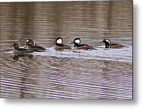 Hooded Metal Print featuring the photograph Hooded Mergansers IV by Joe Faherty