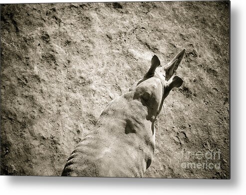 Hornnose Metal Print featuring the photograph Horn nose from above by Anastasia Egorova