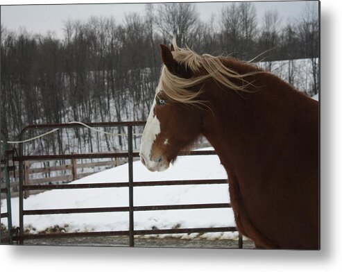 Snow Metal Print featuring the photograph Horse 09 by David Yocum