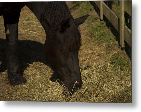 Dark Brown Horse Metal Print featuring the photograph Horse 34 by David Yocum