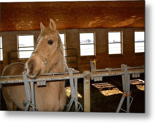 Amish Metal Print featuring the photograph The Amishman's Old Friend by Tana Reiff