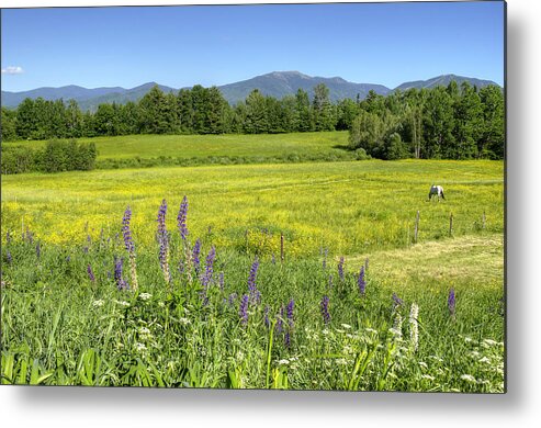 Horse Metal Print featuring the photograph Horse in Buttercup Field by Donna Doherty