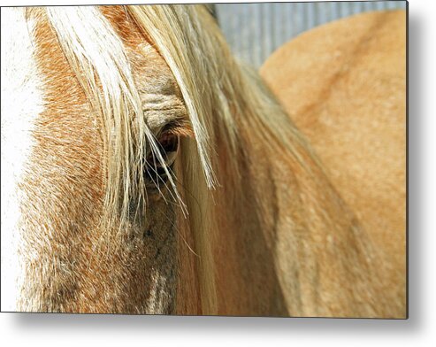 Horse Metal Print featuring the photograph Horse Looks by Shoal Hollingsworth