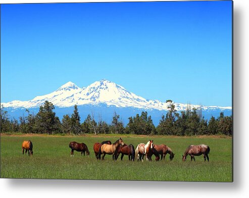 Sisters Mountain Metal Print featuring the photograph Horses at Sisters Mountain by Lynn Hopwood