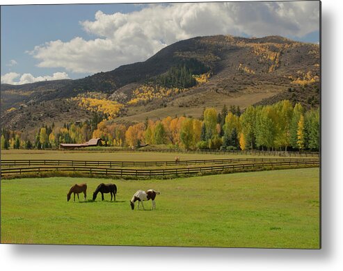 Horse Metal Print featuring the photograph Horses Grazing In Autumn Pasture by Chapin31