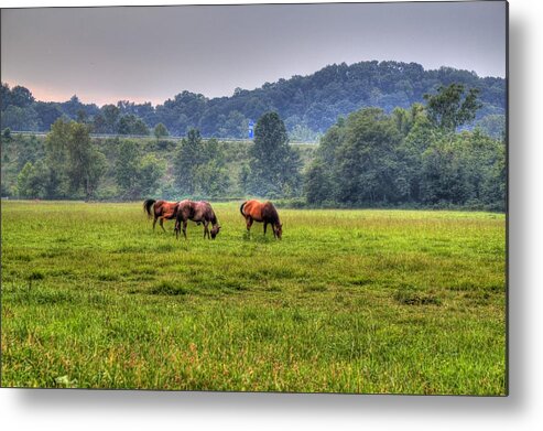 Horse Metal Print featuring the photograph Horses in a Field 2 by Jonny D