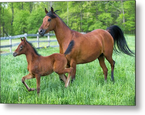 Horse Metal Print featuring the photograph Horses In High Green Grass Pasture by Catnap72