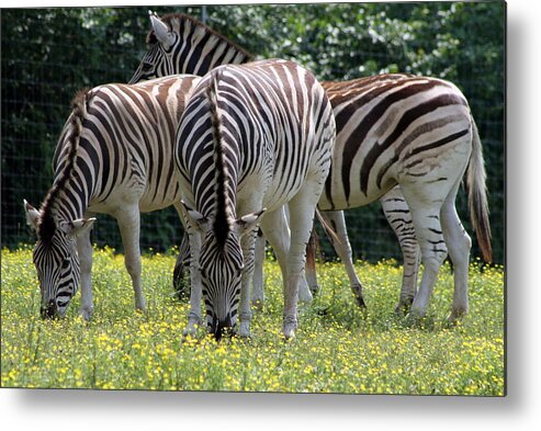 Zebra Metal Print featuring the photograph Four Zebras Grazing by Valerie Collins