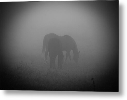 Horses Metal Print featuring the photograph Horses in the mist. by Cheryl Baxter