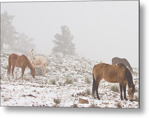 Horses Metal Print featuring the photograph Horses in the Winter Snow and Fog by James BO Insogna