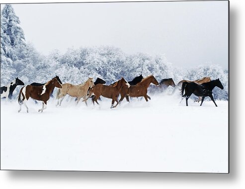 Animal Metal Print featuring the photograph Horses in Winter by Thomas Sbampato 