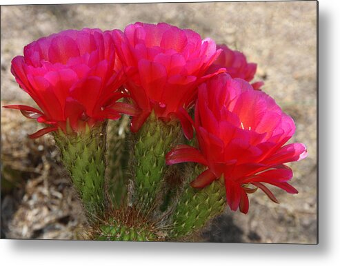 Cactus Metal Print featuring the photograph Hot hot hot by Tammy Espino