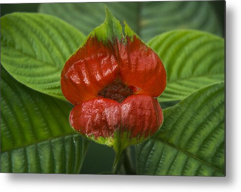 Pete Oxford Metal Print featuring the photograph Hot Lips Flower Ecuador by Pete Oxford