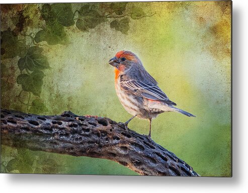 Birds Metal Print featuring the photograph House Finch by Barbara Manis