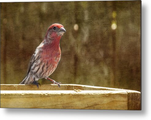 Bird Metal Print featuring the photograph House Finch by Cathy Kovarik