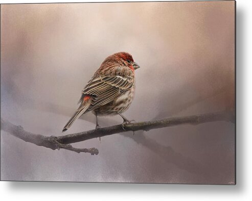 Jai Johnson Metal Print featuring the photograph House Finch in January by Jai Johnson