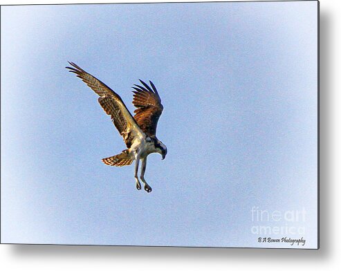 Osprey Metal Print featuring the photograph Hovering Osprey by Barbara Bowen