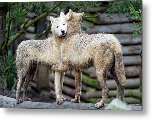 Arctic Wolf Metal Print featuring the photograph Hugging Arctic Wolves by Picture By Tambako The Jaguar