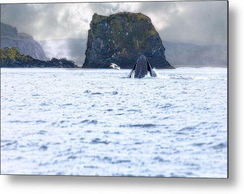 Canada Metal Print featuring the photograph Humbpack Whale by Perla Copernik