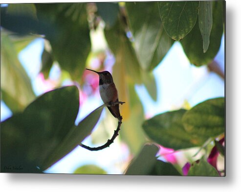 Hummingbird 1 Metal Print featuring the photograph Hummingbird 1 by Debra   Vatalaro