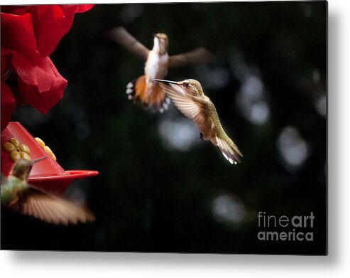 Hummingbirds Metal Print featuring the photograph Hummingbirds at Feeder by Cindy Singleton
