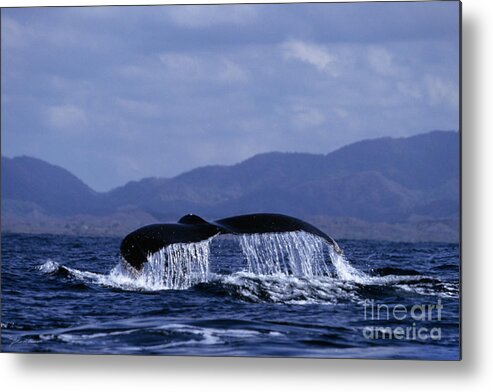 Nature Metal Print featuring the photograph Hump backed whale tail with cascading water by John Harmon