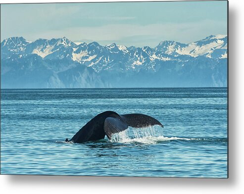 Cloud Metal Print featuring the photograph Humpback Whale Megaptera Novaeangliae by Marg Wood