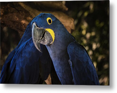 Close Metal Print featuring the photograph Hyacinth Macaw by Joan Carroll