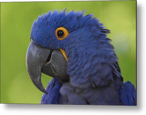 Feb0514 Metal Print featuring the photograph Hyacinth Macaw Portrait by San Diego Zoo