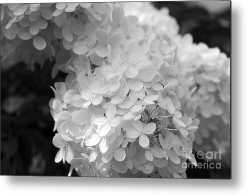 Hydrangea Metal Print featuring the photograph Hydrangea Bright and White by Sarah Schroder