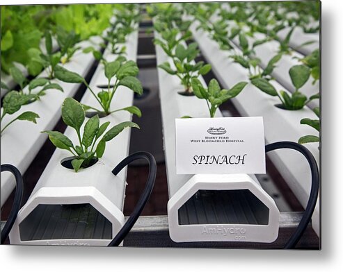 Community Metal Print featuring the photograph Hydroponic Spinach At A Hospital Farm by Jim West