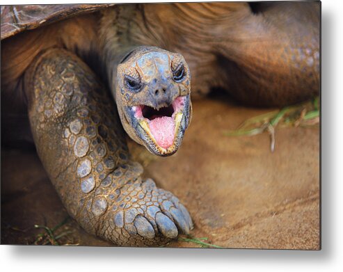 Giant Turtles Metal Print featuring the photograph I am just Yawning by Jenny Rainbow