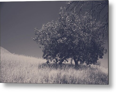 Contra Loma Regional Park Metal Print featuring the photograph I Feel You Watching Over by Laurie Search