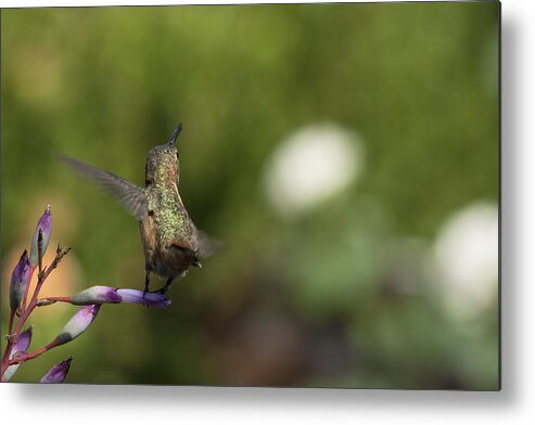 Allens Hummingbird Metal Print featuring the photograph I Got It by Mike Herdering