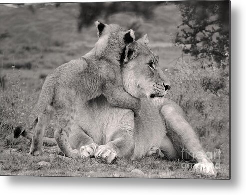 Lion Metal Print featuring the photograph I love my Momi by Christine Sponchia