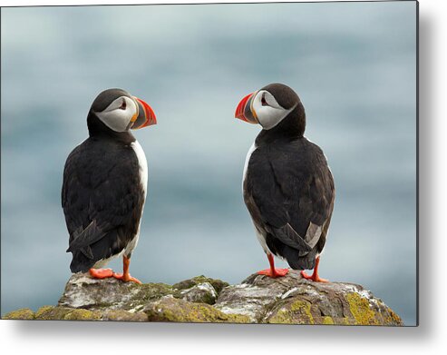 Iceland Metal Print featuring the photograph I Love You - I Love You Too by Milan Zygmunt