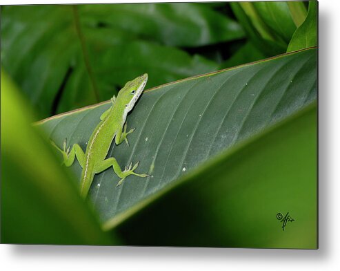 Gecko Metal Print featuring the photograph I See U by Arthur Fix