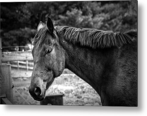 Horse Metal Print featuring the photograph I see you by Rob Dietrich