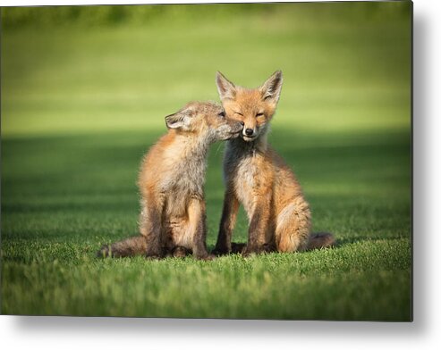 Fox Metal Print featuring the photograph I Still Love You by Everet Regal