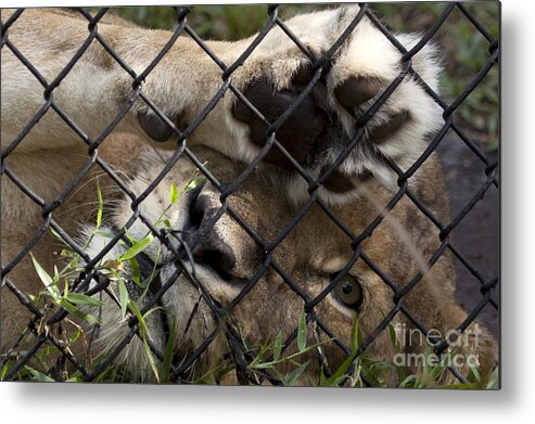 African Lion Metal Print featuring the photograph I Want To Go Home - Female African Lion by Meg Rousher