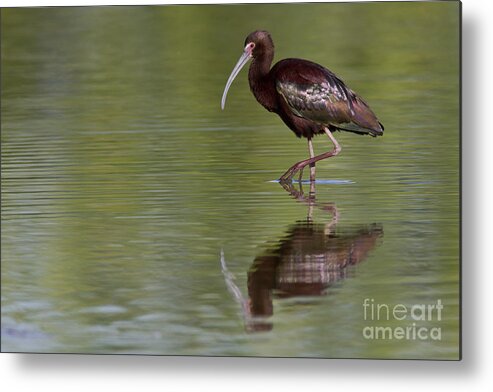 White-faced Ibis Metal Print featuring the photograph Ibis reflection by Bryan Keil