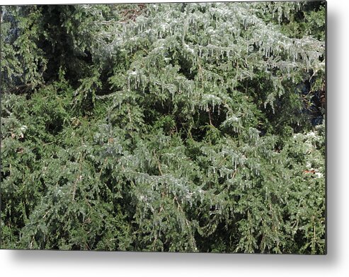 Ice Metal Print featuring the photograph Ice On Eastern Red Cedar by Daniel Reed