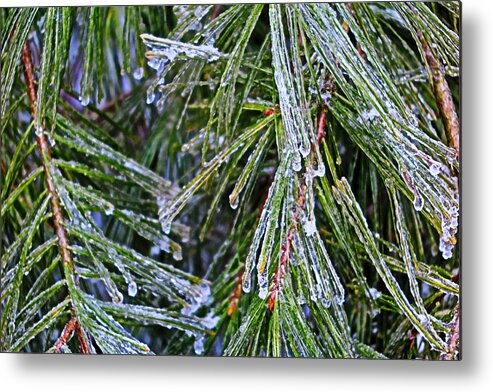 Ice Metal Print featuring the photograph Ice On Pine Needles by Daniel Reed