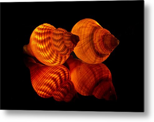 Seashells Metal Print featuring the photograph Illuminated Shells by Pete Hemington